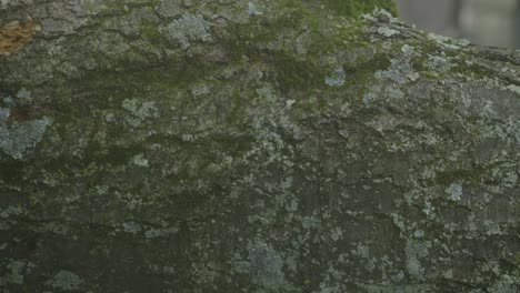 Close-up of Tree Bark with Moss and Lichen