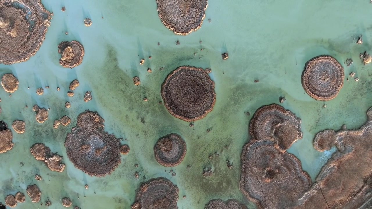 Aerial View of Thrombolites in Shallow Lake Water