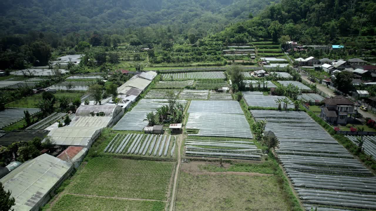 Aerial View Of Agriculture Farm Field In Ubud, Bali