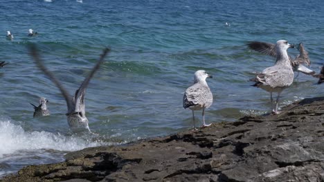 Una-Bandada-De-Gaviotas-De-Lomo-Negro-Juveniles-Alimentándose-A-Lo-Largo-De-La-Costa