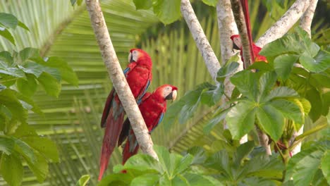 playful scarlet macaw pair in peru’s lush rainforest, bright morning sun highlighting their vivid red plumage.