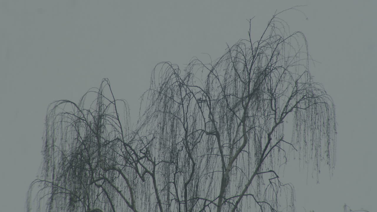 Static wide shot of a basswood tree, crow crossing the frame at the beginning. Small snow flakes falling.