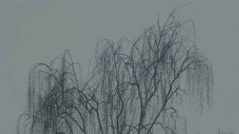 static wide shot of a basswood tree, crow crossing the frame at the beginning. small snow flakes falling.