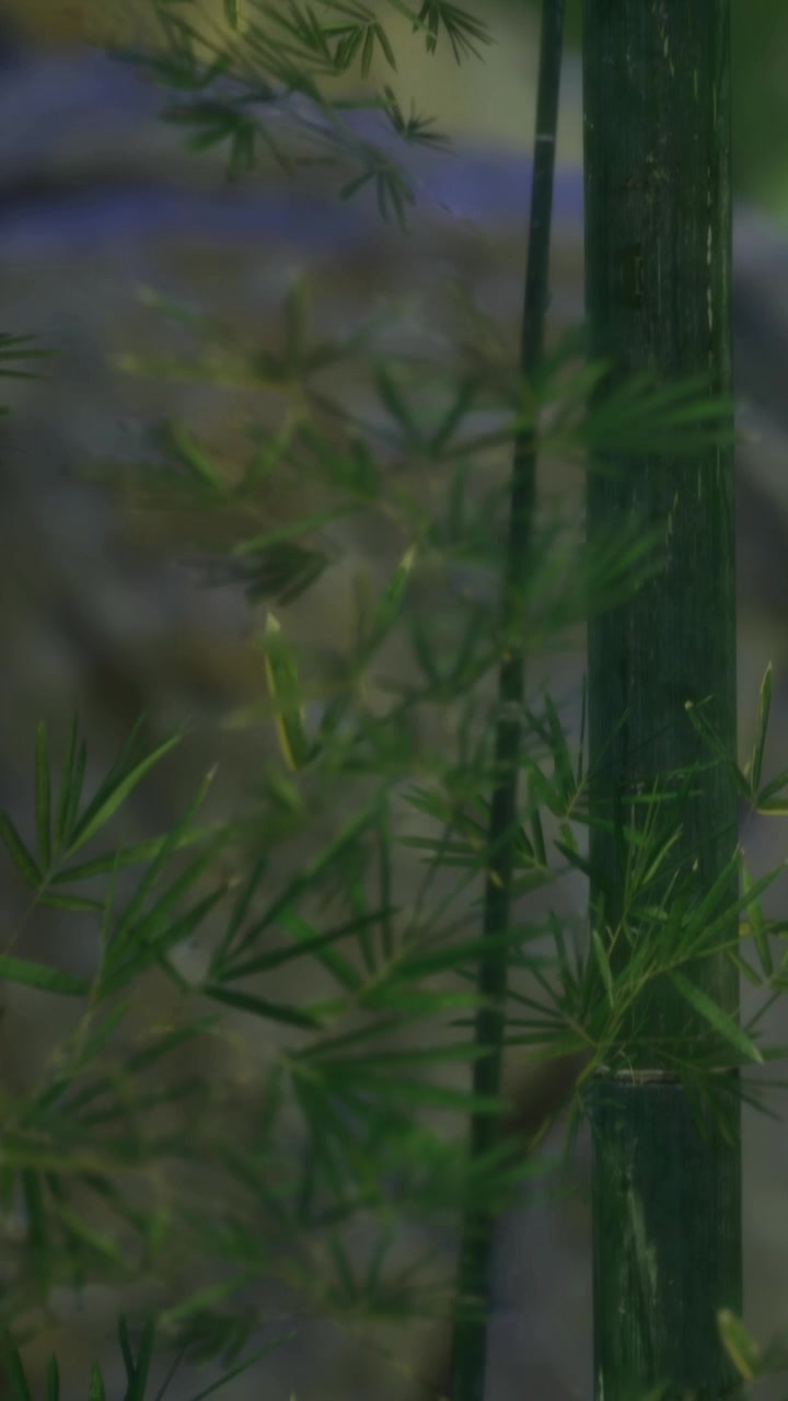 Bambù verde lussureggiante ondeggia dolcemente nella brezza sotto una tenue luce solare dorata.