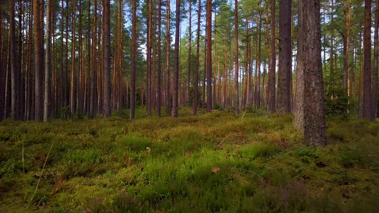 Wild pine forest with green moss and heather under the trees, slow aerial shot moving low between trees, sunny autumn day, sunrays and shadows, low wide angle drone shot moving forward