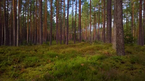 Wilder-Kiefernwald-Mit-Grünem-Moos-Und-Heidekraut-Unter-Den-Bäumen,-Langsamer-Luftschuss,-Der-Sich-Tief-Zwischen-Bäumen-Bewegt,-Sonniger-Herbsttag,-Sonnenstrahlen-Und-Schatten,-Niedriger-Weitwinkel-Drohnenschuss,-Der-Sich-Vorwärts-Bewegt