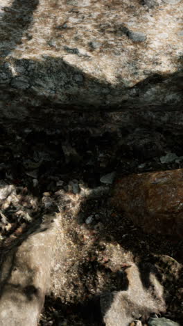 close-up of rocks and gravel on the forest floor