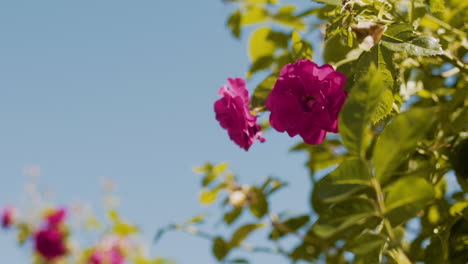 blooming rose on sunny day against blue sky