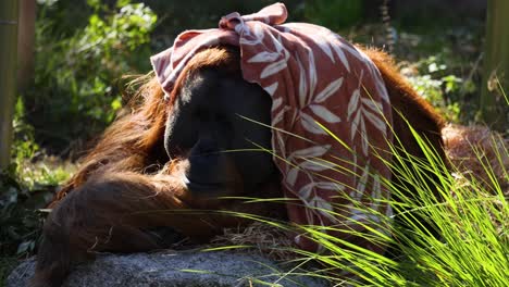 orangutan lying down with cloth on head