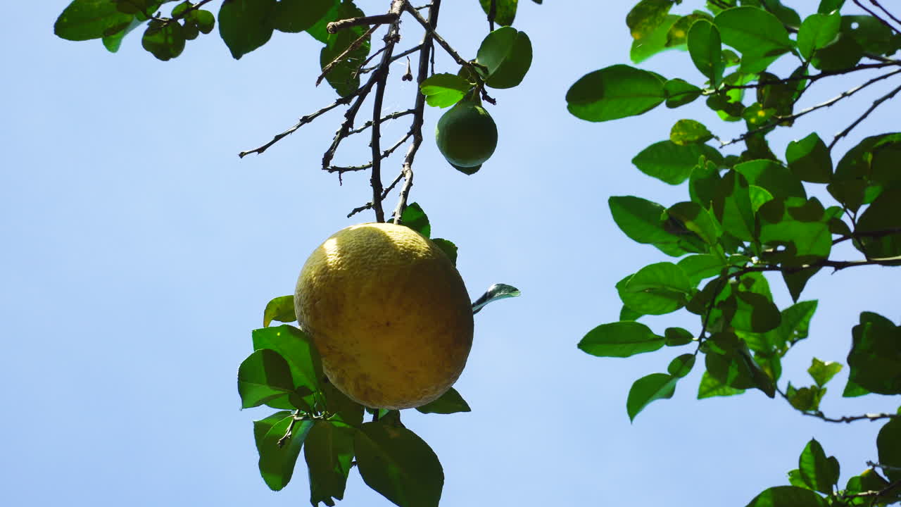 Inquadratura fissa ravvicinata di un pomelo appeso all'albero in una giornata di sole
