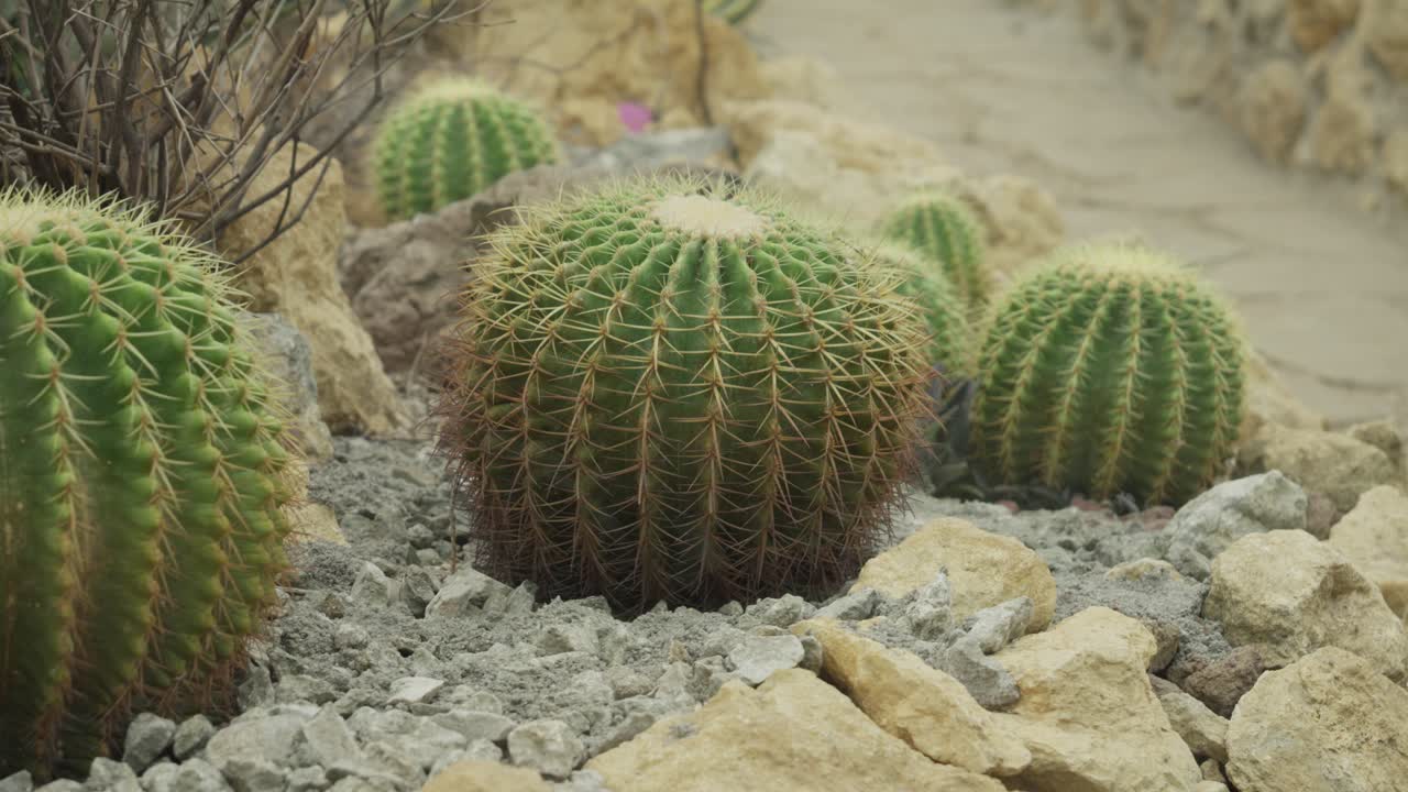 Golden barrel cactus growing among rocks in a dry, desert-themed garden path
