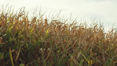 Yellow-corn-maize-field-in-New-Zealand