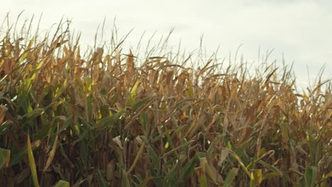 yellow corn maize field in new zealand