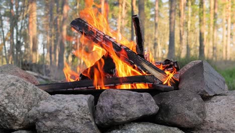 Brennendes-Lagerfeuer-Im-Wald