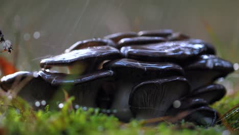 Pleurotus-Mushroom-In-a-Sunny-forest-in-the-rain.