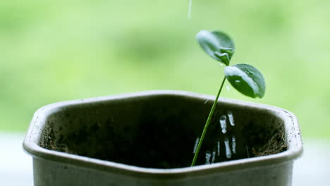 Seedling-with-cotyledon-splashed-with-water-droplets-causing-the-leaves-to-move-abruptly