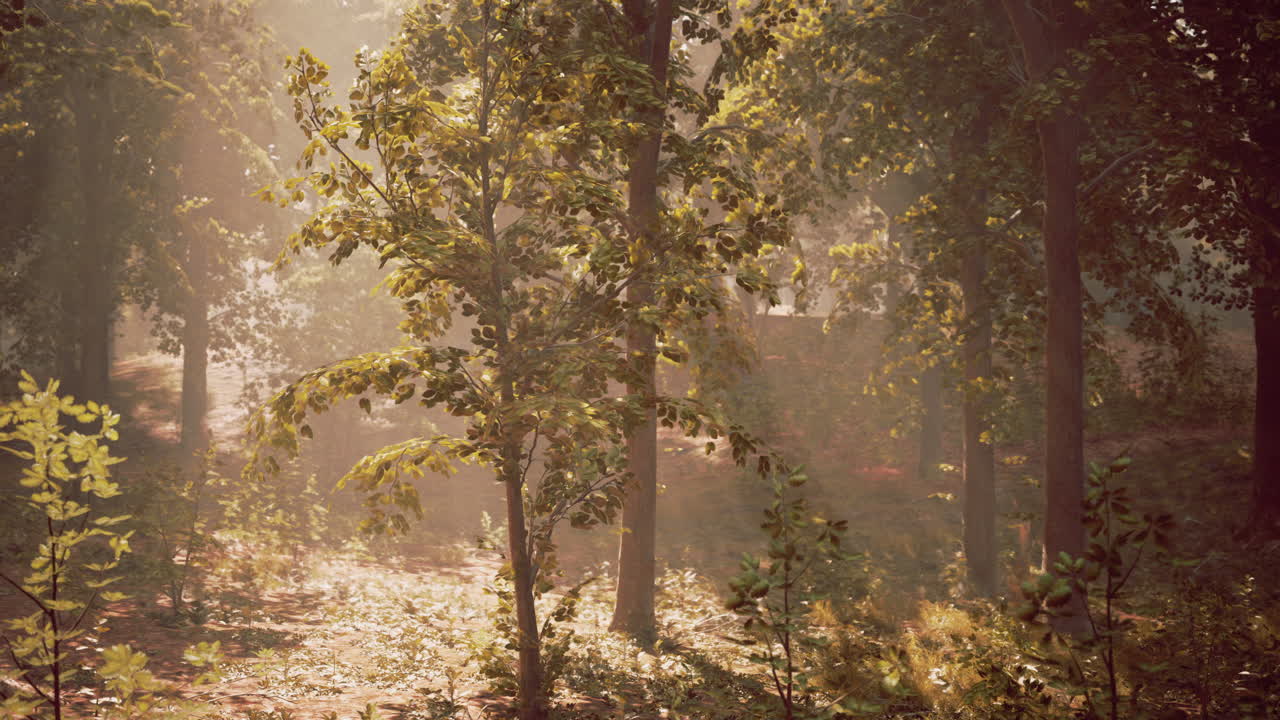 안개 숲 의 나무 들 을 가로질러 는 빛