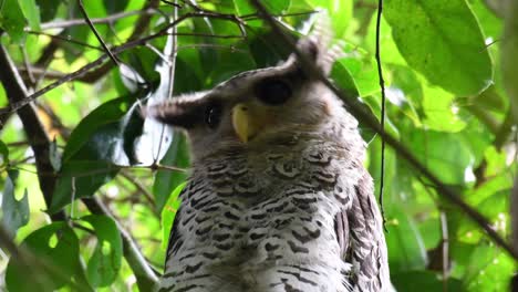 Búho-Real-De-Vientre-Manchado,-Bubo-Nipalensis