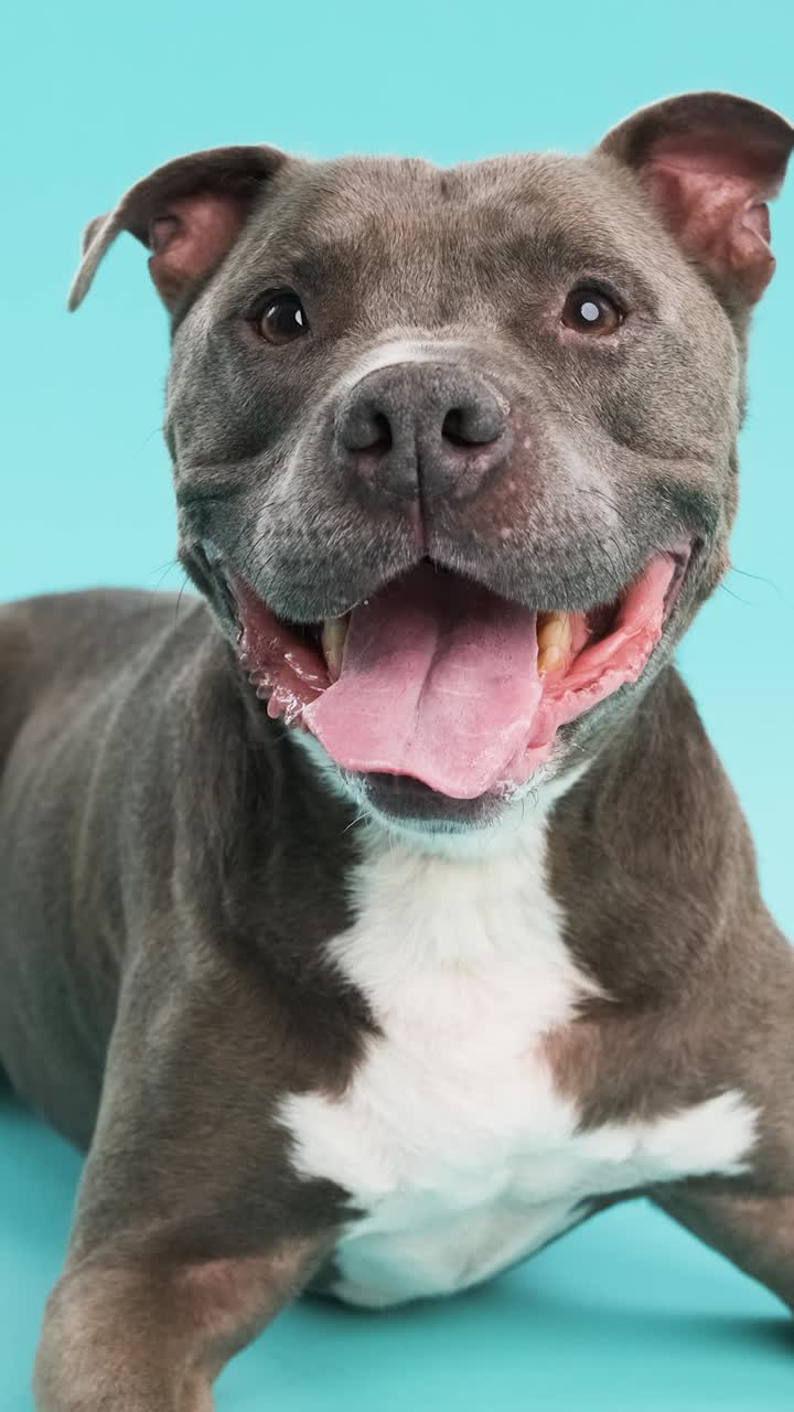 Cute American Pitbull dog sitting on blue background