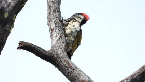 woodpecker-eating-food-UHD-MP4-4k-Video