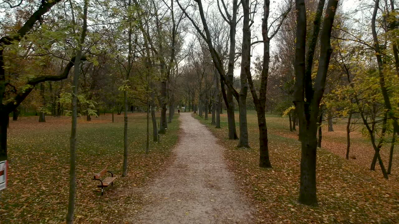 Aerial shot of path lined with autumn trees in Prater, Vienna, Austria, person walking in the distance