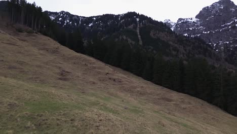 Aerial-view-of-drone-fly-above-hills-with-pine-forest-and-mountains-in-background-in-Austria