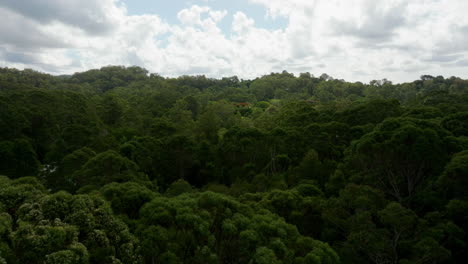 Malerische-Drohnenüberführung-üppiger-Grüner-Baumwipfel-Im-Australischen-Buschwald-An-Bewölkten-Tagen,-4K-Auflösung