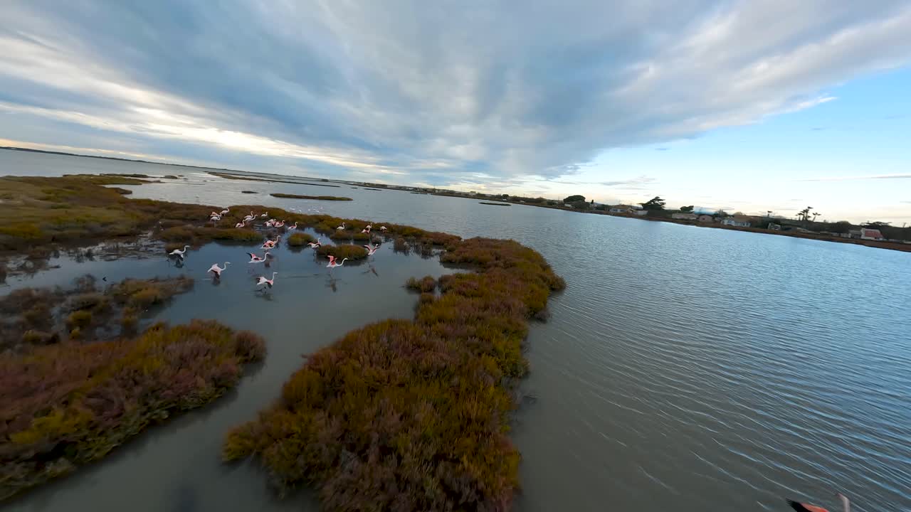 flamencos en vuelo sobre los humedales de camargue - sobrevuelo aéreo de drones fpv