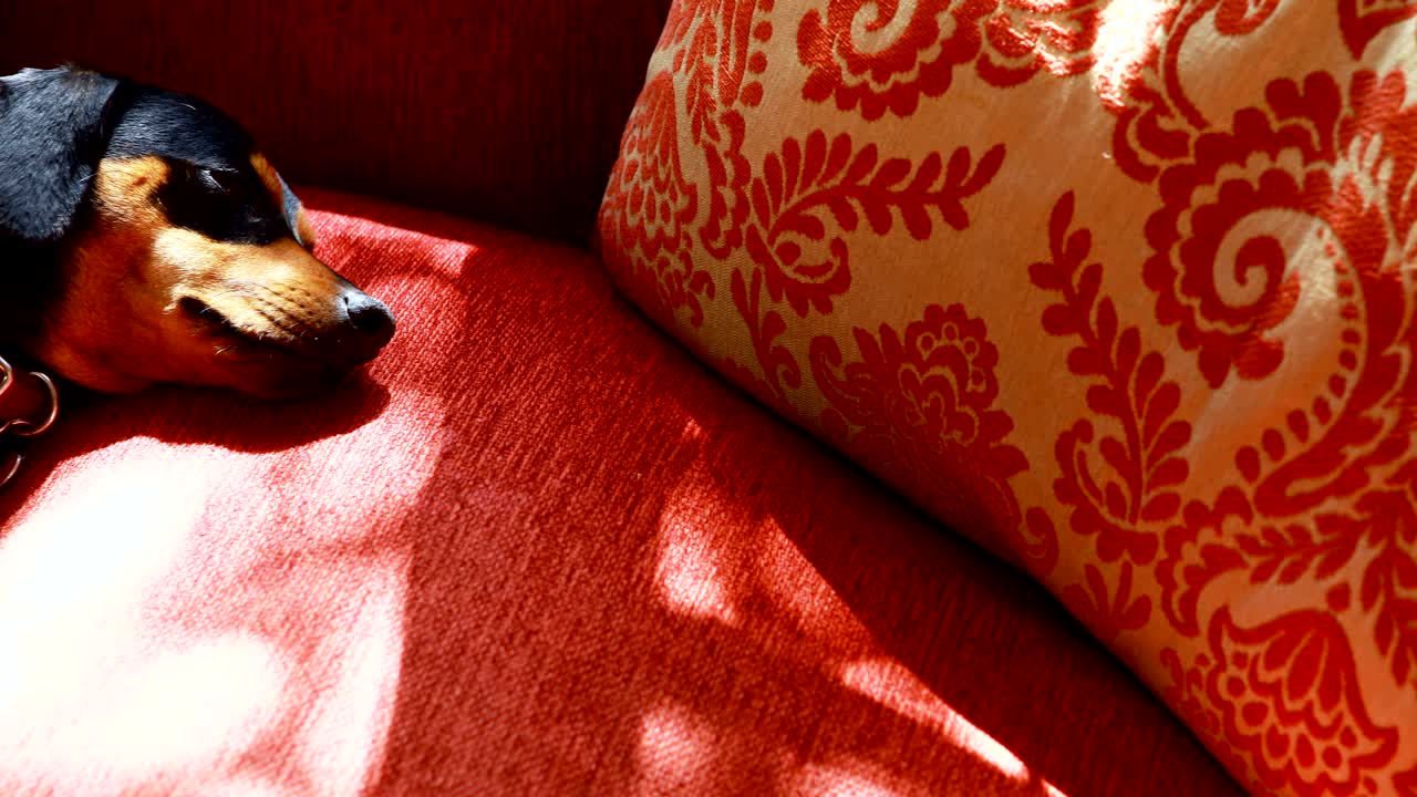 cão dormindo no sofá na sala de estar 4k