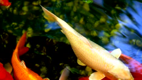 pescado koi o carpa amur pescado nadando en el estanque. es más específicamente nishikigoi y variedades coloreadas de carpa al aire libre en el estanche y el jardín de agua.