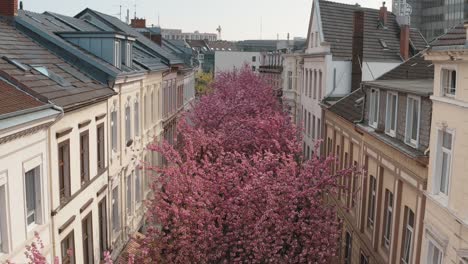 Drone---Aerial-shot-of-the-Kirschbluete-Cherry-Blossom-in-the-city-in-the-Heerstraße-Heerstreet-Breitestraße-Bonn-Tourism-25p