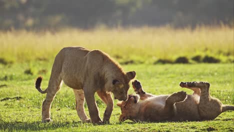 Two-Lions-Playing,-Playful-Lion-Pride-Play-Fighting-Rolling-Around-on-the-Ground-on-African-Wildlife-Safari,-Subadult-lioness-and-young-male-siblings-on-luscious-green-grass-in-Maasai-Mara,-Kenya