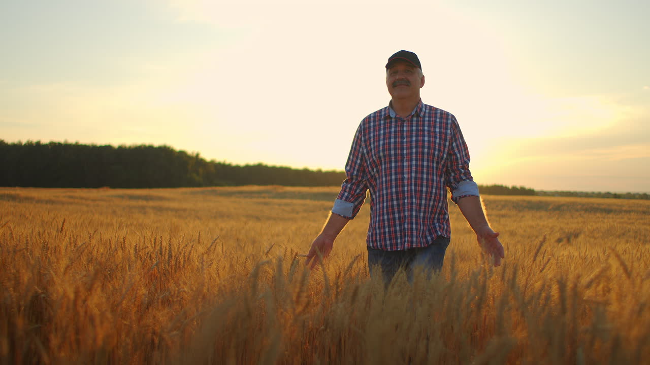 viejo agricultor caminando por el campo de trigo al atardecer tocando las espigas de trigo con las manos - concepto de agricultura. brazo masculino moviéndose sobre el trigo maduro que crece en el prado.