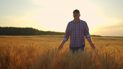 old farmer walking down the wheat field in sunset touching wheat ears with hands - agriculture concept. male arm moving over ripe wheat growing on the meadow.