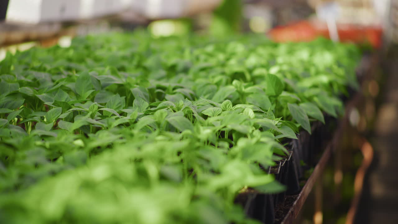 Close-up of Young Chili Pepper Seedlings in Greenhouse