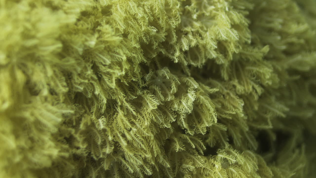 홍해 암초의 산호