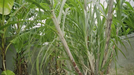 Panning-shot-of-Sugar-cane-being-harvested-homegrown-in-backyard-farming-sunny-tropical-climate-outdoors