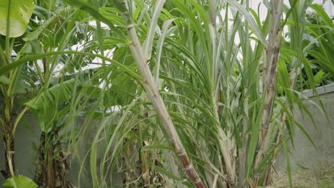captura de la caña de azúcar que se cosecha cultivada en el patio trasero cultivo clima tropical soleado al aire libre