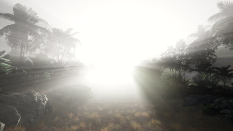 Sunset-Beams-through-Palm-Trees