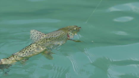 a spotted trout caught on a fishing line