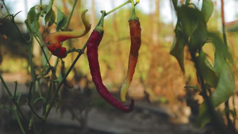 ripe red and yellow chili peppers on the plant