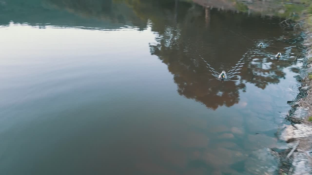 Patos caminando en la presa