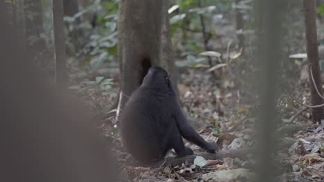 Un-Mono-Sentado-En-El-Suelo-En-La-Jungla,-Comiendo-Algo-Mientras-Mira-Con-Curiosidad-A-Su-Alrededor