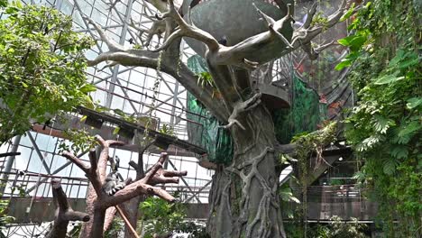 an inside view of the indoor rainforest in dubai, united arab emirates