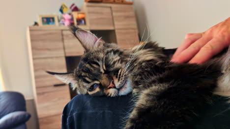 owner strokes healthy looking maine coon cat head laying in their lap