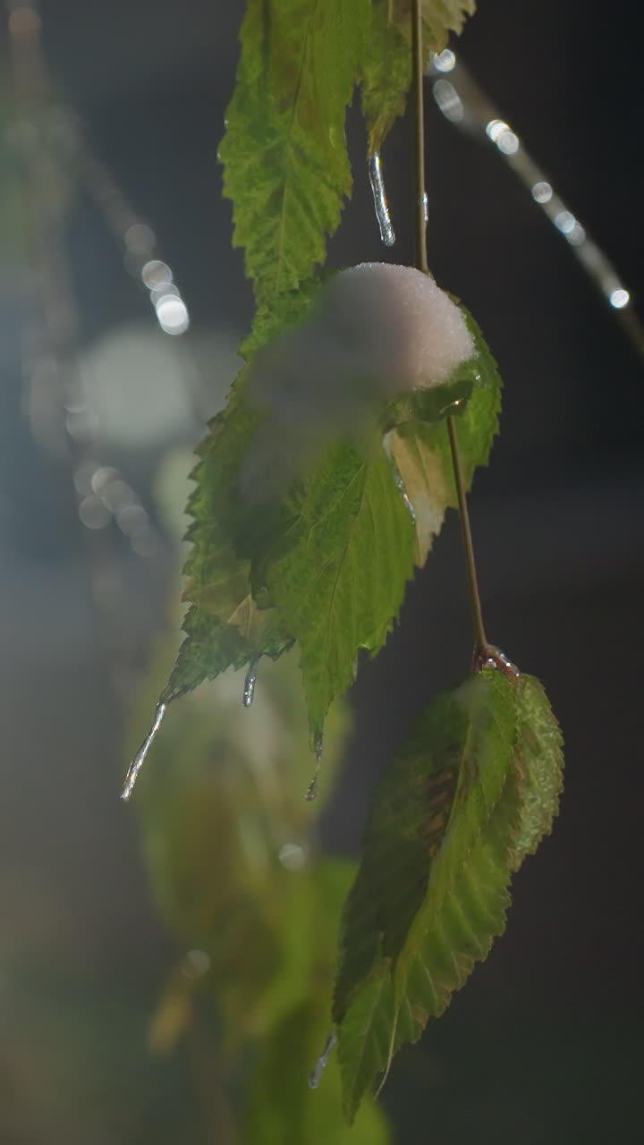 primer plano de hojas verdes con heladas y helados, edificio residencial borroso en el fondo, la luz brilla desde la ventana, creando un contraste con la fría y crujiente atmósfera de invierno