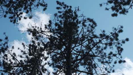 pine trees sway in a light breeze with blue sky