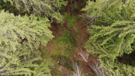 Vista-De-Arriba-Hacia-Abajo-De-Los-árboles-Verdes-Y-El-Suelo-Del-Bosque---Toma-Aérea-De-Drones