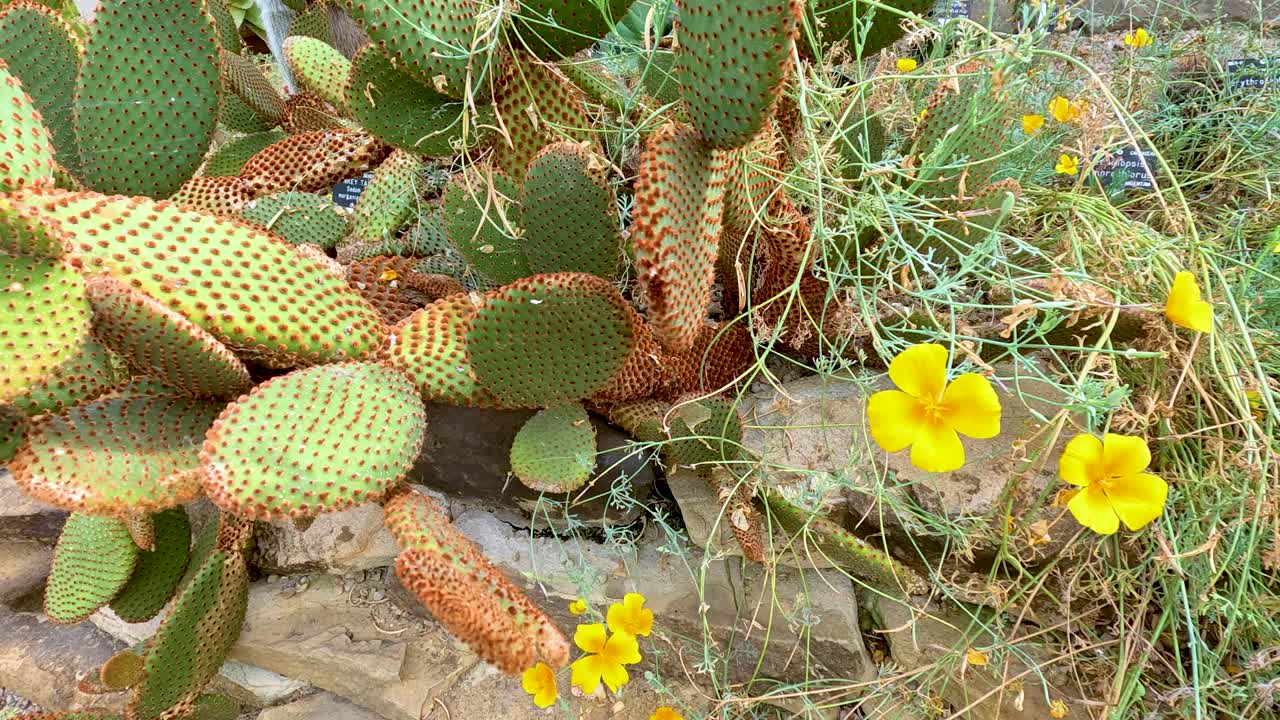 Camera slowly pans across a botanical garden bed, revealing prickly pear cactus, aloe plants, and blooming yellow wildflowers in bright natural daylight