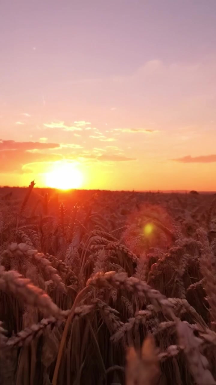 Um Belo Pôr do Sol Sobre um Campo de Trigo, Banhado em Luz Dourada, Criando uma Cena Tranquila e Pitoresca ao Anoitecer, Ideal para Amantes da Natureza e Entusiastas da Fotografia.
